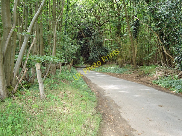 Photo 6"x4" Road through woodland The Woodlands\/TM1637 c2011
