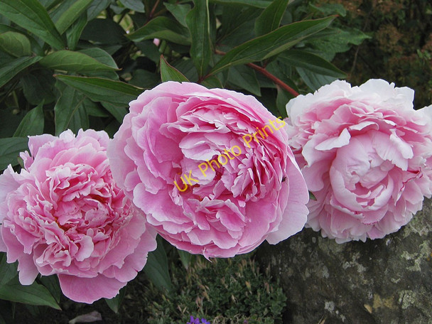 Photo 6"x4" Hanging over a garden wall Harome c2011