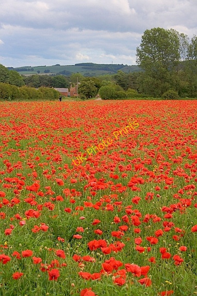 Photo 6"x4" Poppies in a Field South of Sherburn Sherburn\/SE9577 c2011
