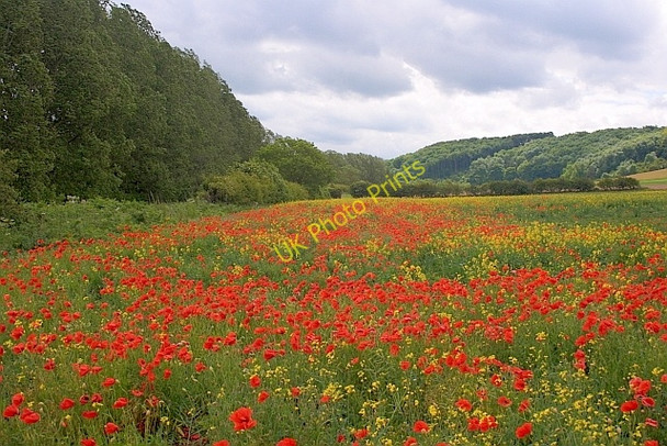 Photo 6"x4" Poppies in a Field South of Sherburn Potter Brompton c2011