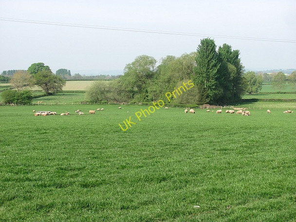 Photo 6"x4" Sheep, Aston Aston\/SO4662 c2011