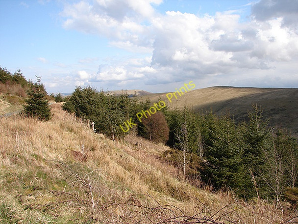 Photo 6"x4" Forestry land Llanifyny c2008