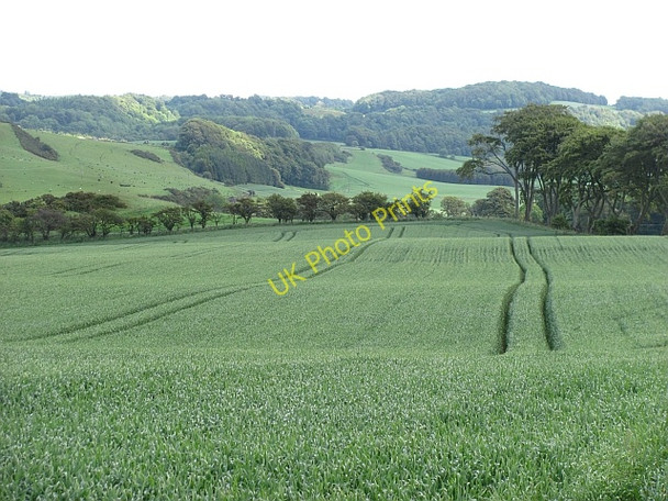 Photo 6"x4" Wheat field by Auchtertool Auchtertool c2011