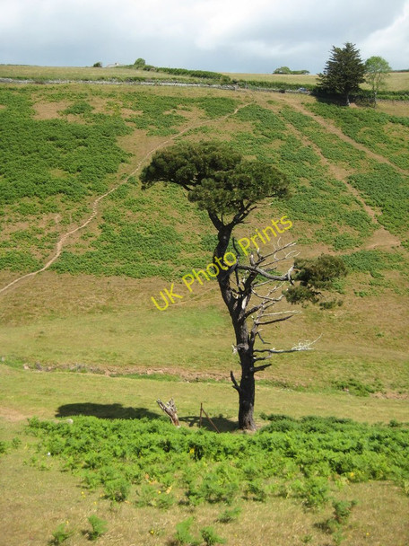 Photo 6"x4" A tree in Landcombe Blackpool\/SX8547 c2011