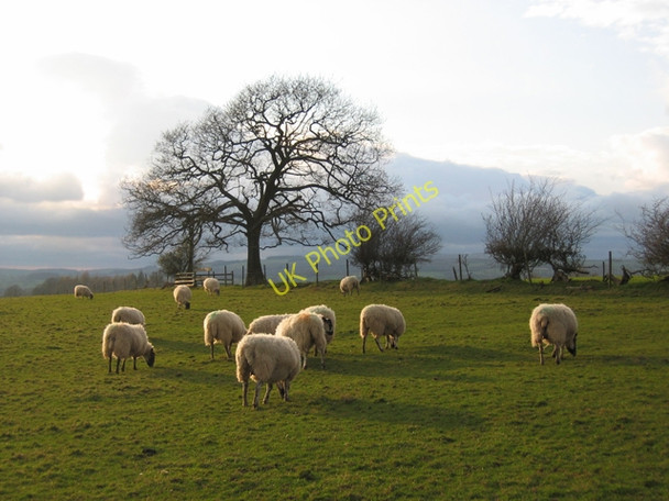 Photo 6"x4" Grazing land near Cantsfield Cantsfield c2007