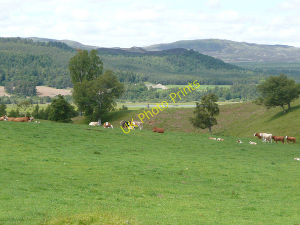 Photo 6"x4" Cattle grazing near Old Milton Inveruglass c2011