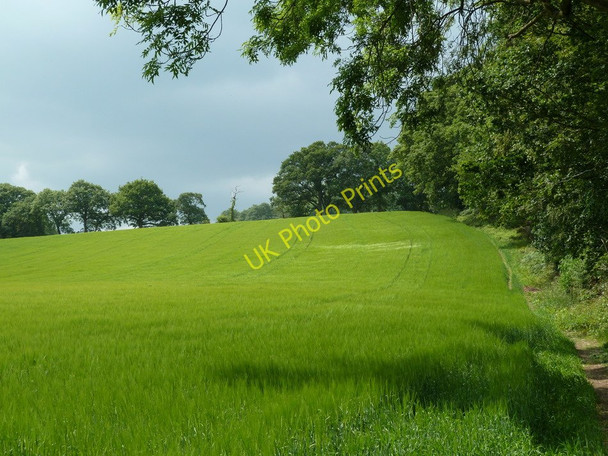 Photo 6"x4" Rising field by Hardwick Wood Clay Cross c2011