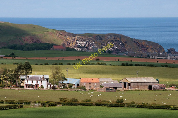 Photo 6"x4" Fleurs Farm Coldingham c2011