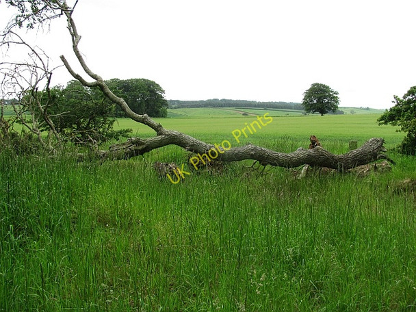 Photo 6"x4" Barley field Greenlaw\/NT7146 c2011