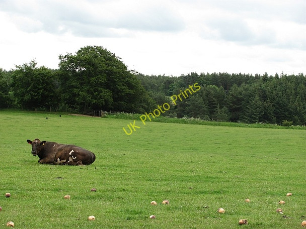 Photo 6"x4" Cow and turnip Fogo c2011