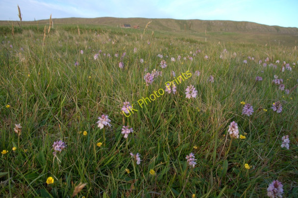 Photo 6"x4" Heath Spotted Orchids (Dactylorhiza maculata), Westing Westing\/HP5705 c2011