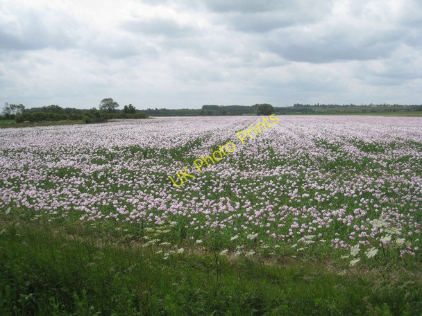 Photo 6"x4" Opium poppies near Bigby Bigby c2011