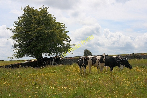 Photo 6"x4" Dairy Pasture off Cardlemere Lane Biggin\/SK1559 c2011