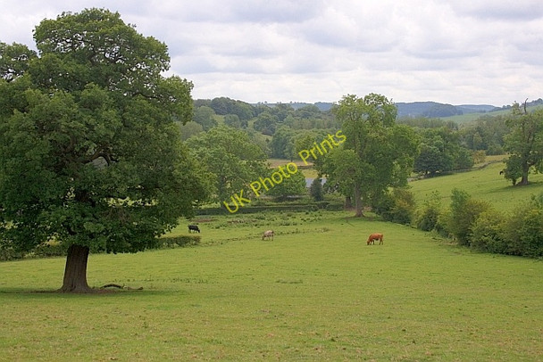 Photo 6"x4" Dairy Pasture Wigger Dale Bakewell c2011