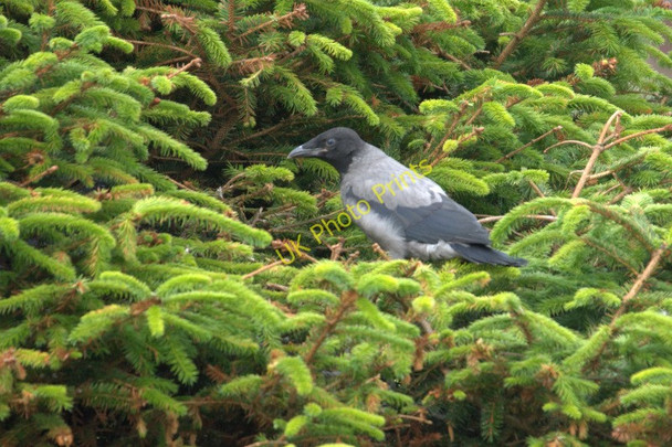 Photo 6"x4" Juvenile Hooded Crow (Corvus corax), Northdale Bothen c2011