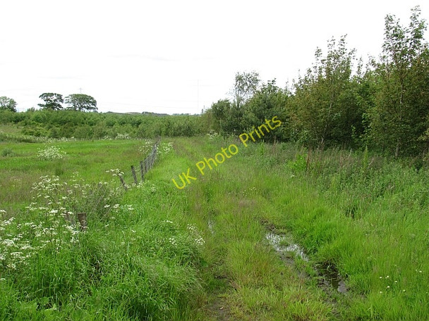 Photo 6"x4" Woodland, Devonhill Earnock c2011