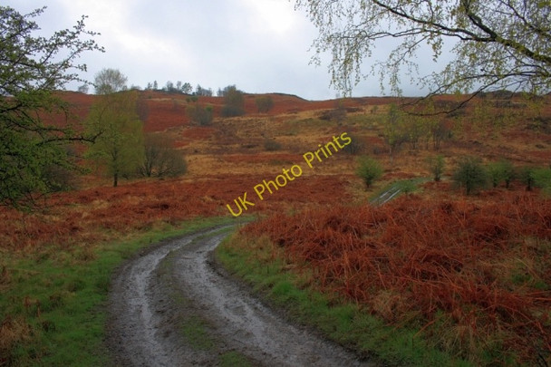 Photo 6"x4" Unmapped Track, Bigland Allotment Backbarrow c2008