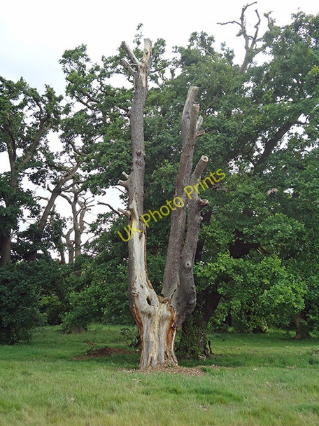 Photo 6"x4" Dead Tree near Warren Pond Chingford c2011