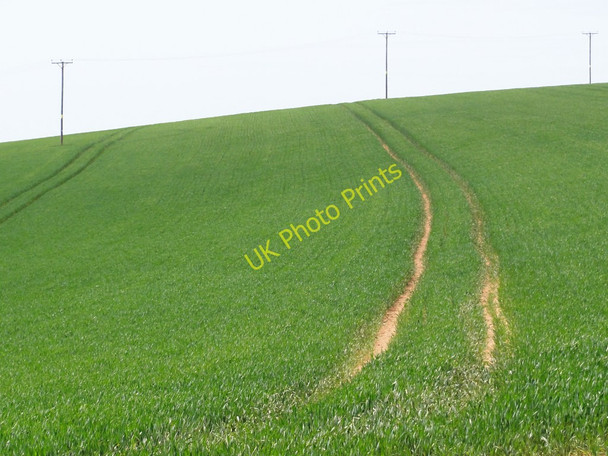 Photo 6"x4" Cereal Crop in the Spring East Charleton c2011