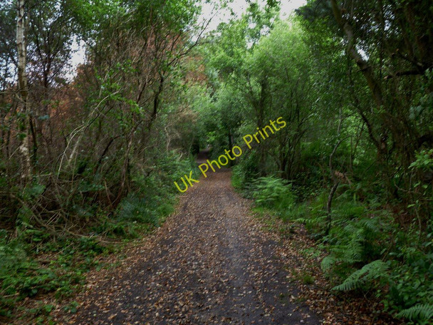 Photo 6"x4" Pinesprings, Roman road Hillbourne c2011