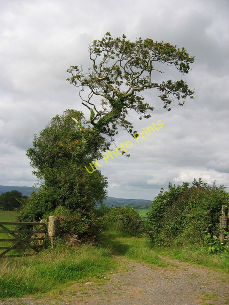 Photo 6"x4" Wind blown oak at Bowdown Cross Dean Prior c2010