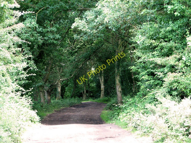 Photo 6"x4" Woodland on the edge of The Nab, Burgh St Margaret Newgate Corner c2011