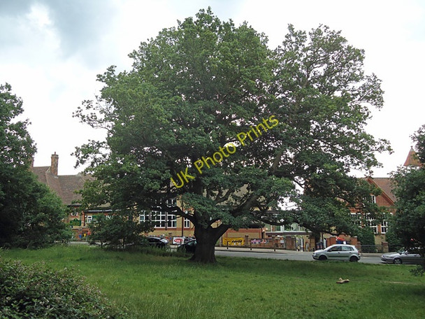 Photo 6"x4" School oak Loughton\/TQ4396 c2011