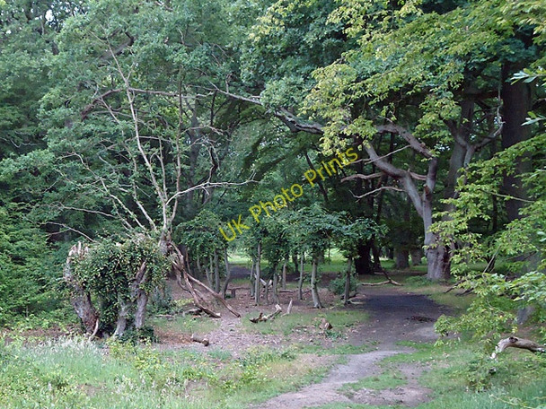 Photo 6"x4" Path along the stream Loughton\/TQ4396 c2011