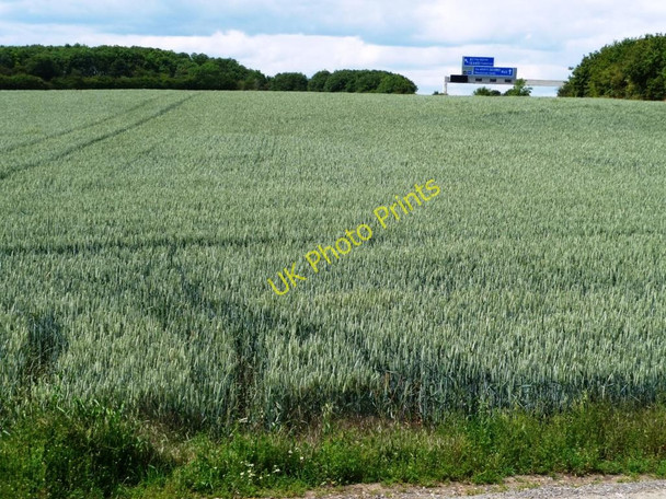 Photo 6"x4" Wheatfield west of Womersley Road Knottingley c2011