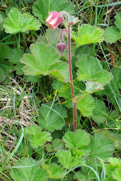 Photo 6"x4" Water Avens (Geum rivale), Muckle Heog Gardie\/HP6211 c2005