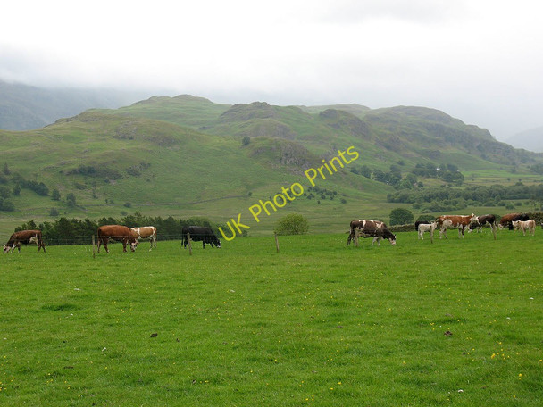 Photo 6"x4" Cattle at Castlerigg  Briery c2011