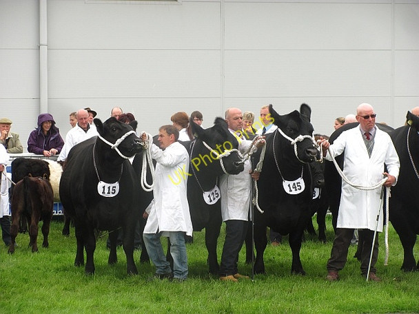 Photo 6"x4" Best beef breed, Royal Highland Show 2011 Ratho Station c2011