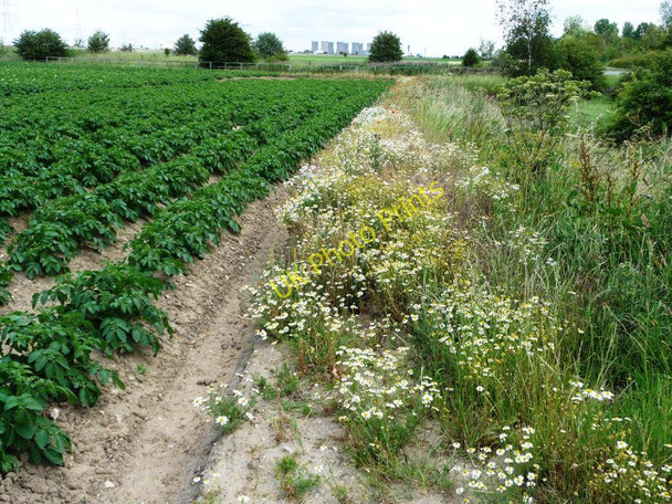 Photo 6"x4" Flowery field boundary Cridling Stubbs c2011