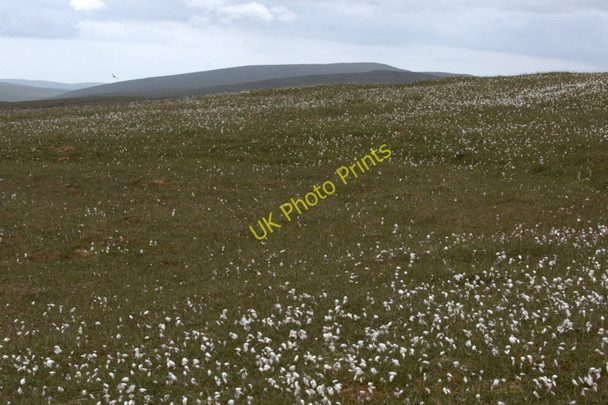 Photo 6"x4" Moorland at Mill Field, Hermaness Burrafirth c2011