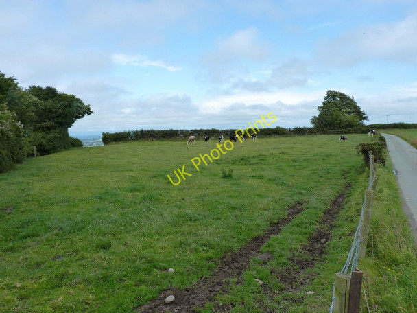 Photo 6"x4" Cattle in a field near Park Gate Picklescott c2011