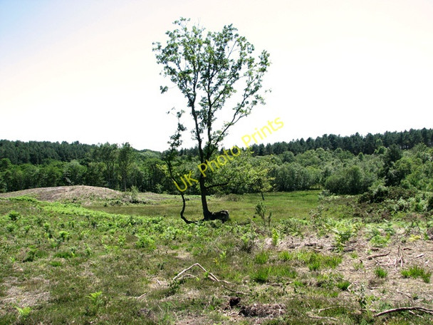 Photo 6"x4" Solitary tree on Holt Lowes Holt\/TG0838 c2011