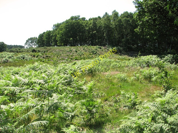 Photo 6"x4" Bracken on Holt Lowes Holt\/TG0838 c2011