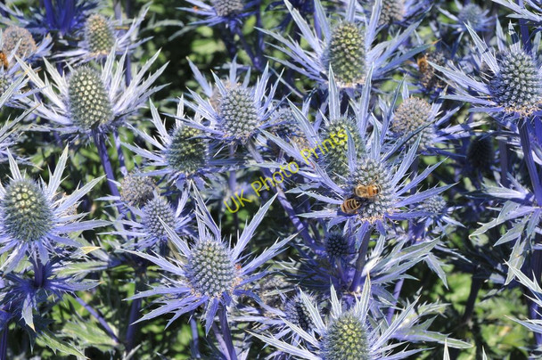 Photo 6"x4" Bees on flowers Arrow c2011