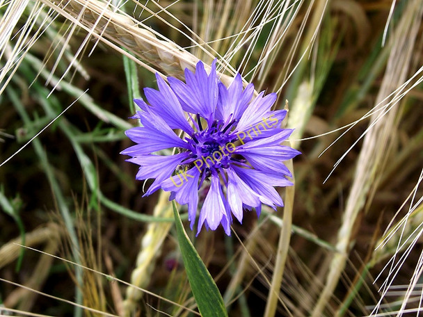 Photo 6"x4" Cornflower in field near Claverley, Shropshire Beobridge c2011