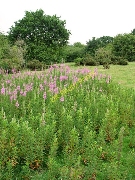 Photo 6"x4" Swardeston Common in June Swardeston c2011