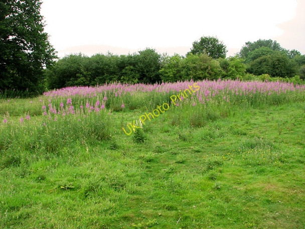 Photo 6"x4" Rosebay willowherb on Swardeston Common Intwood c2011
