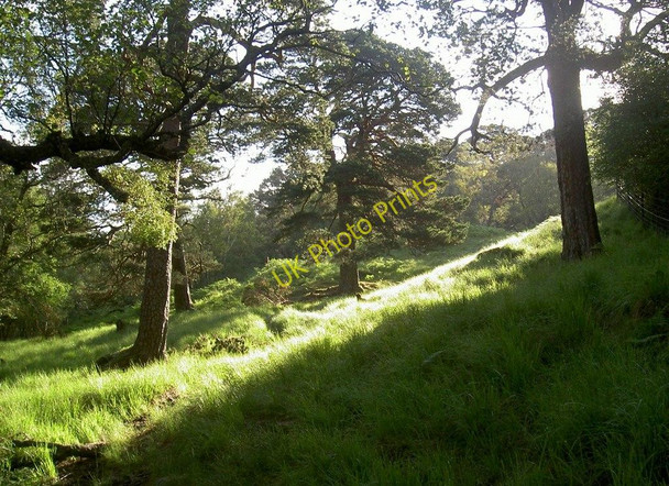 Photo 6"x4" Crannach Wood in early summer Barravourich c2011