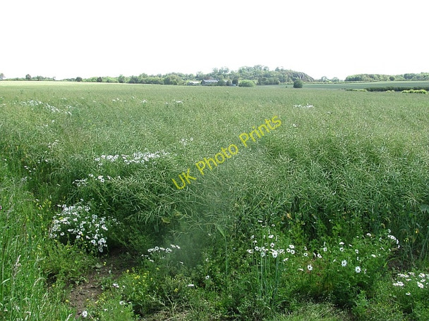 Photo 6"x4" Oilseed rape, Rockville Kingston\/NT5482 c2011