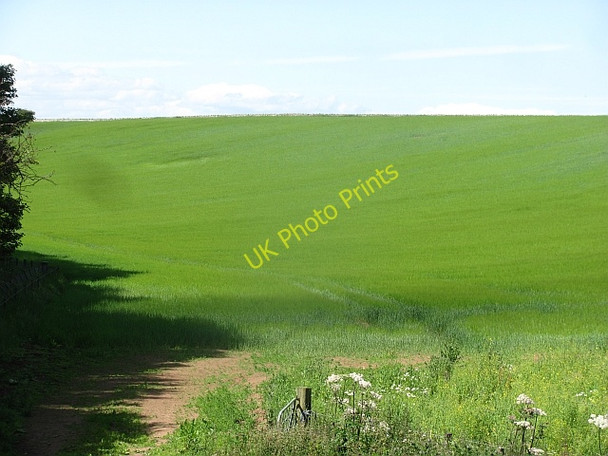 Photo 6"x4" Barley, Rockville Kingston\/NT5482 c2011