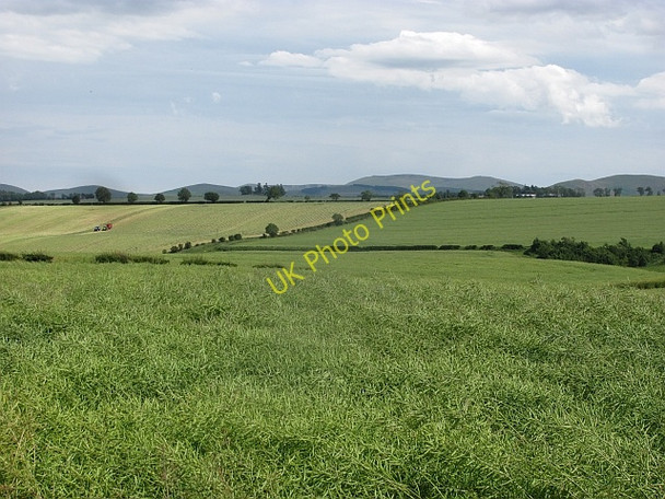 Photo 6"x4" Oilseed rape, south side of Hadden Rig Lempitlaw c2011