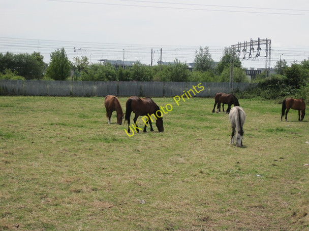 Photo 6"x4" Horses in field off Higher Road Halewood c2011