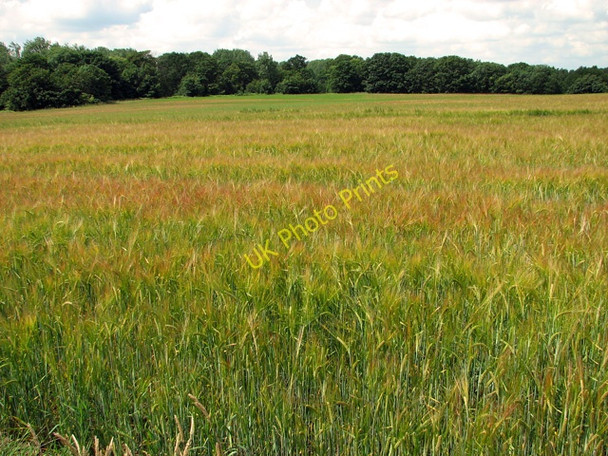 Photo 6"x4" Strip woodland and ripening barley, Uggeshall Wangford\/TM4679 c2011