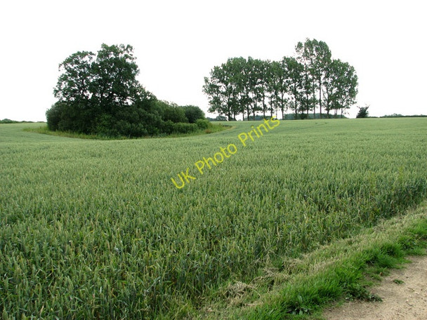 Photo 6"x4" A field of wheat, Uggeshall Uggeshall c2011