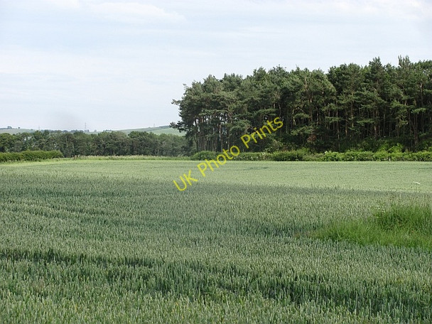 Photo 6"x4" Wheat field Holefield c2011