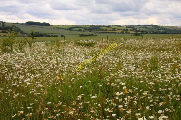 Photo 6"x4" Ox-eye daisies on Chain Hill Wantage c2011